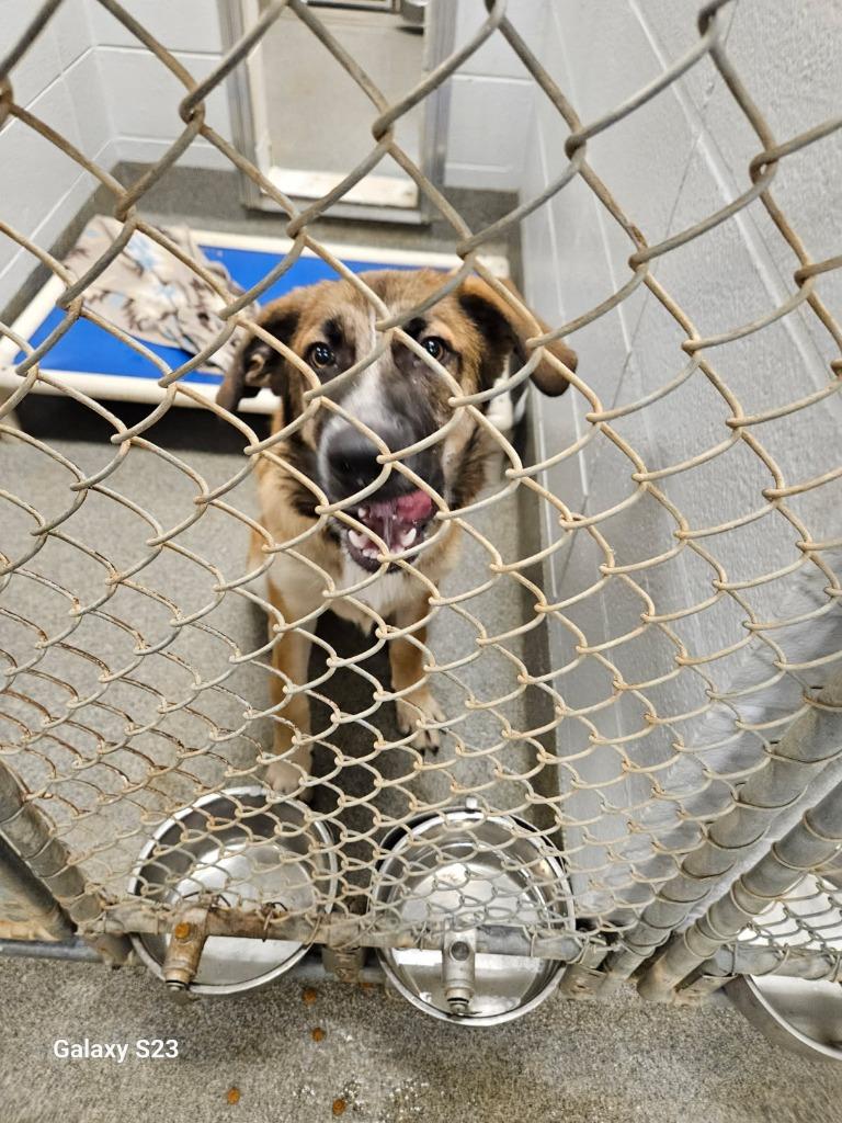 Enlarge Chandler, a Adoptable mixed breed in Madison, AL image 2/3