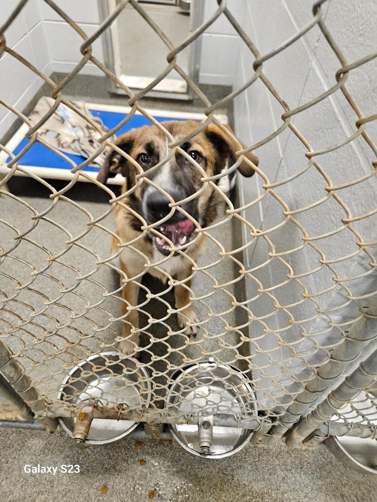 Enlarge Chandler, a Adoptable mixed breed in Madison, AL image 3/3
