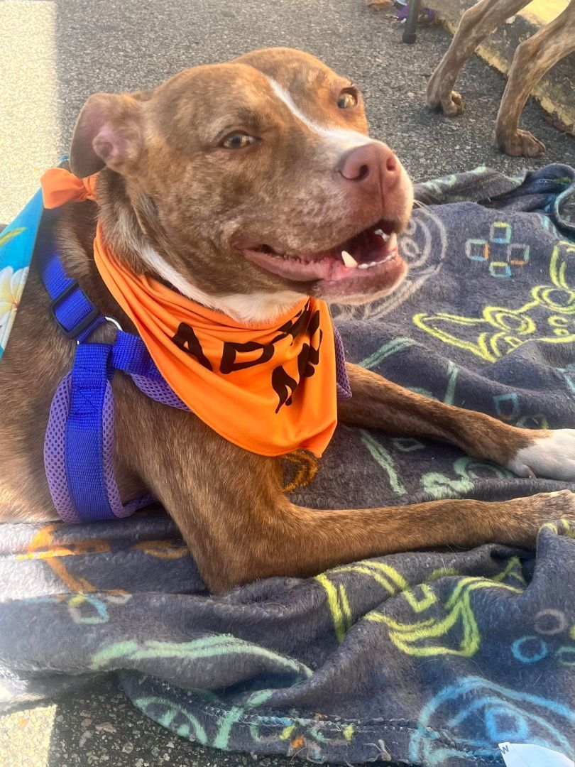 Enlarge Hazel, a Adopted mixed breed in Washington, NC image 1/1