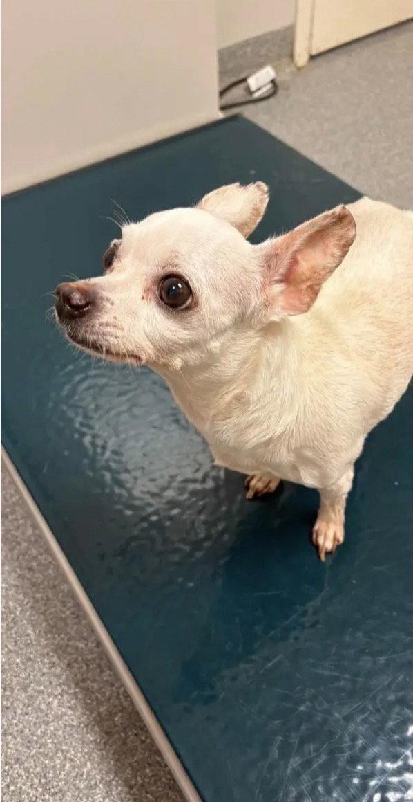 Minnie, Adopted, Young Female Chihuahua & Chihuahua.