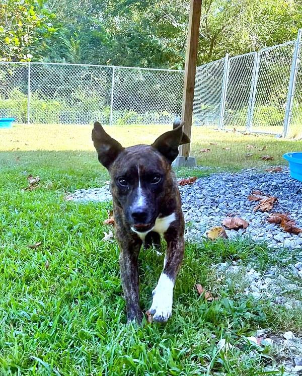 Enlarge CAM, a Adoptable Terrier in Pegram, TN image 6/6