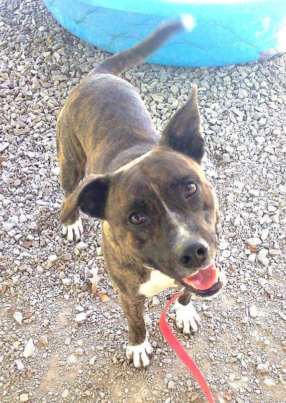 Enlarge CAM, a Adoptable Terrier in Pegram, TN image 6/6
