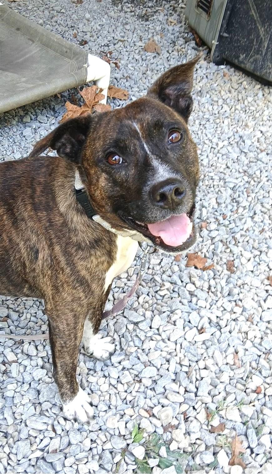 Enlarge CAM, a Adoptable Terrier in Pegram, TN image 3/6