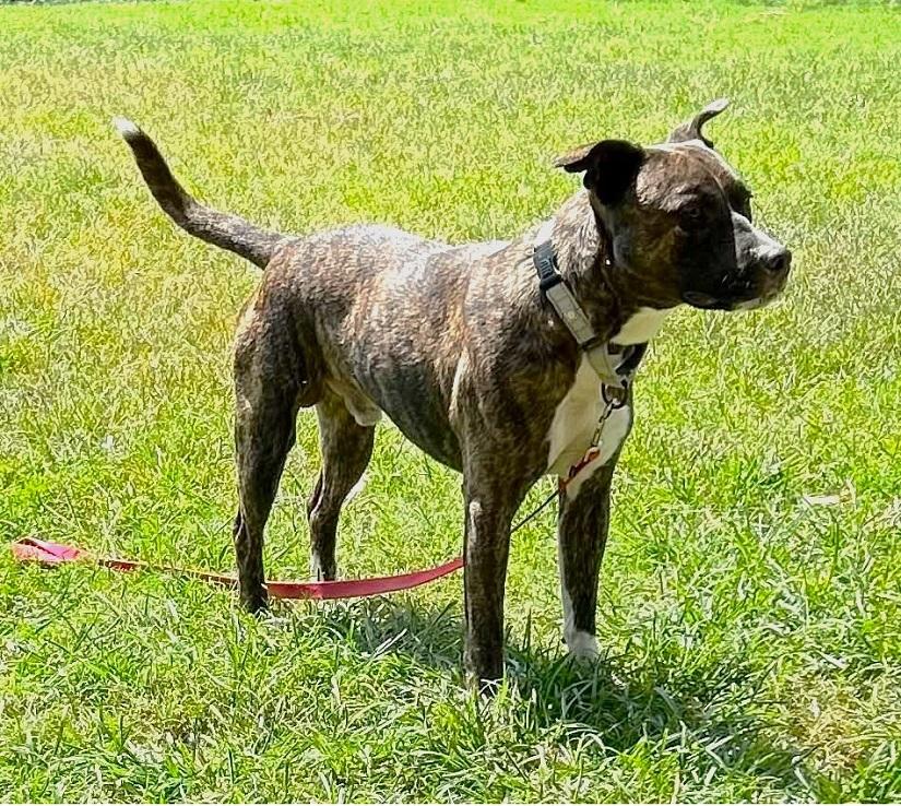 Enlarge CAM, a Adoptable Terrier in Pegram, TN image 2/6