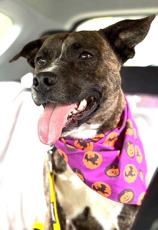 Enlarge CAM, a Adoptable Terrier in Pegram, TN image 1/6