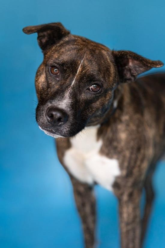 CAM, Adoptable, Adult Male Terrier.
