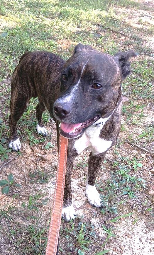 Enlarge CAM, a Adoptable Terrier in Pegram, TN image 4/6