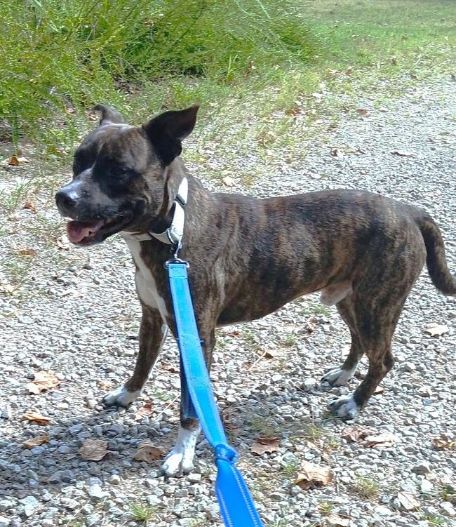 Enlarge CAM, a Adoptable Terrier in Pegram, TN image 5/6