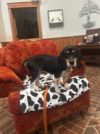 Grace, Adoptable, Senior Female Basset Hound & Mixed Breed.