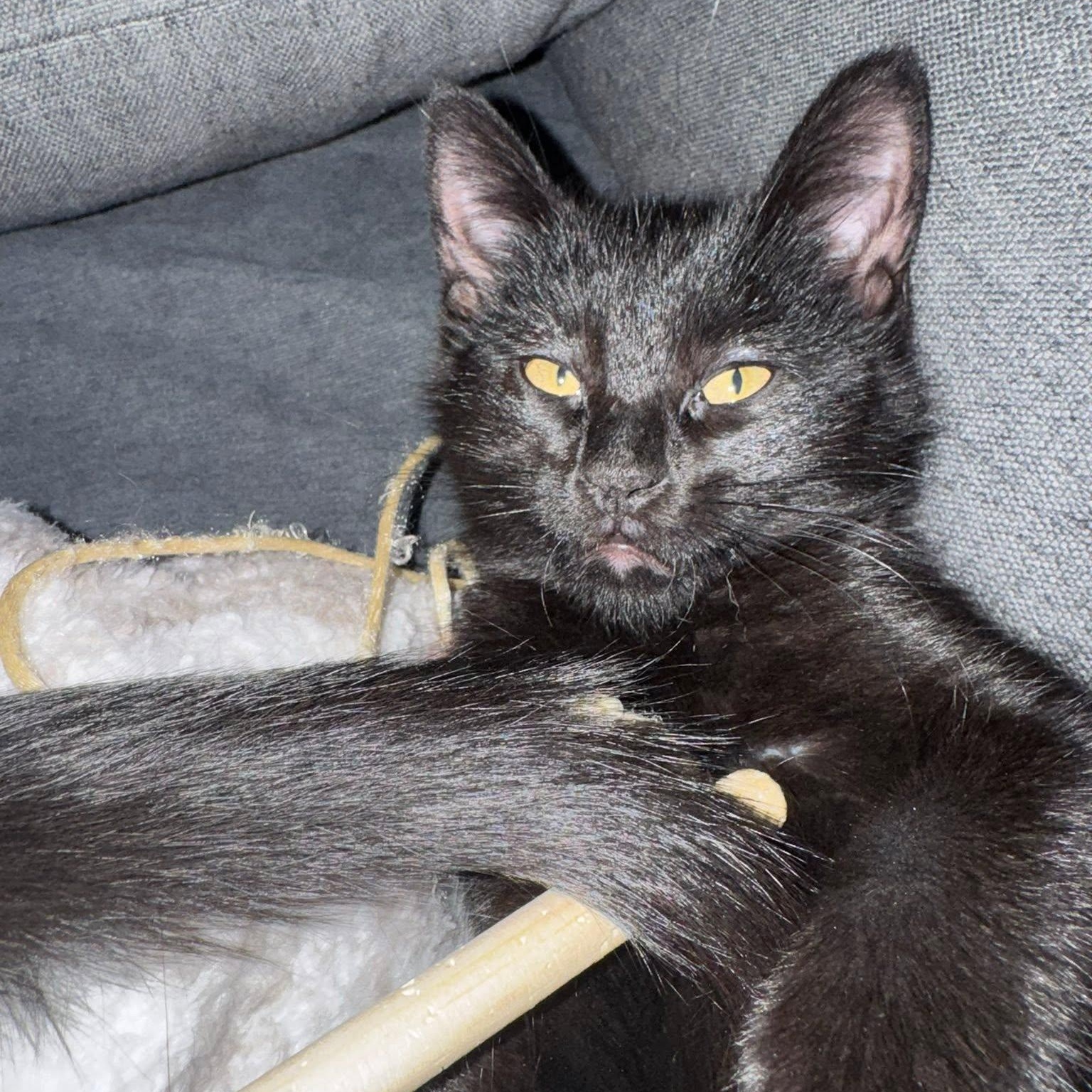 Enlarge Jasper, a ADOPTABLE Domestic Short Hair in Queen Creek, AZ image 2/3