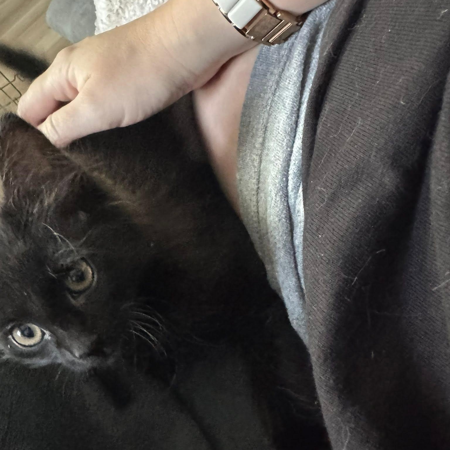 Enlarge Jasper, a ADOPTABLE Domestic Short Hair in Queen Creek, AZ image 3/3