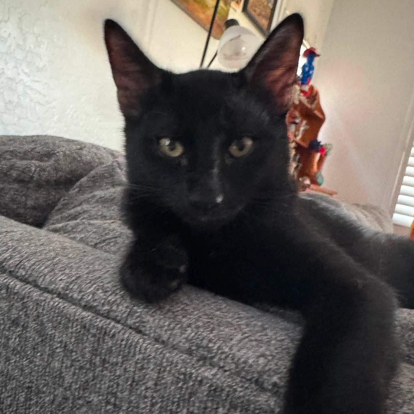 Enlarge Jasper, a ADOPTABLE Domestic Short Hair in Queen Creek, AZ image 1/5