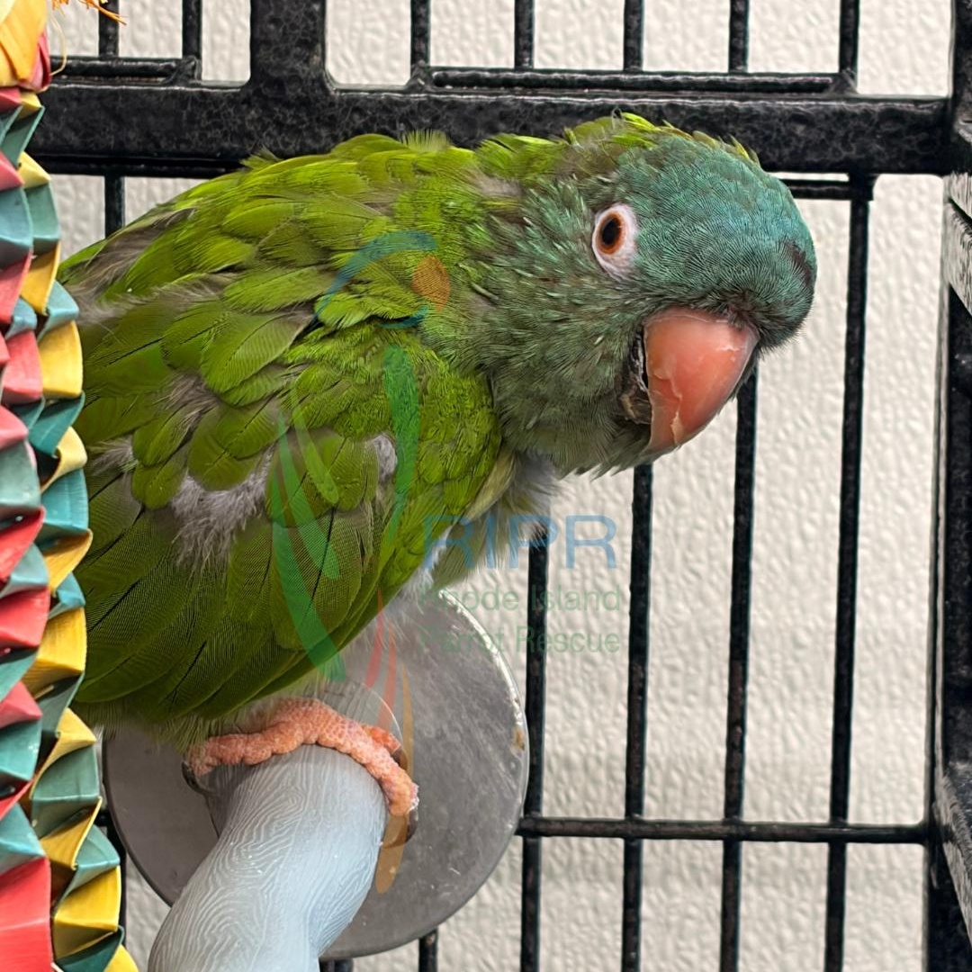 Enlarge Ollie+Shyshy, a ADOPTABLE Conure in Warwick, RI image 2/2