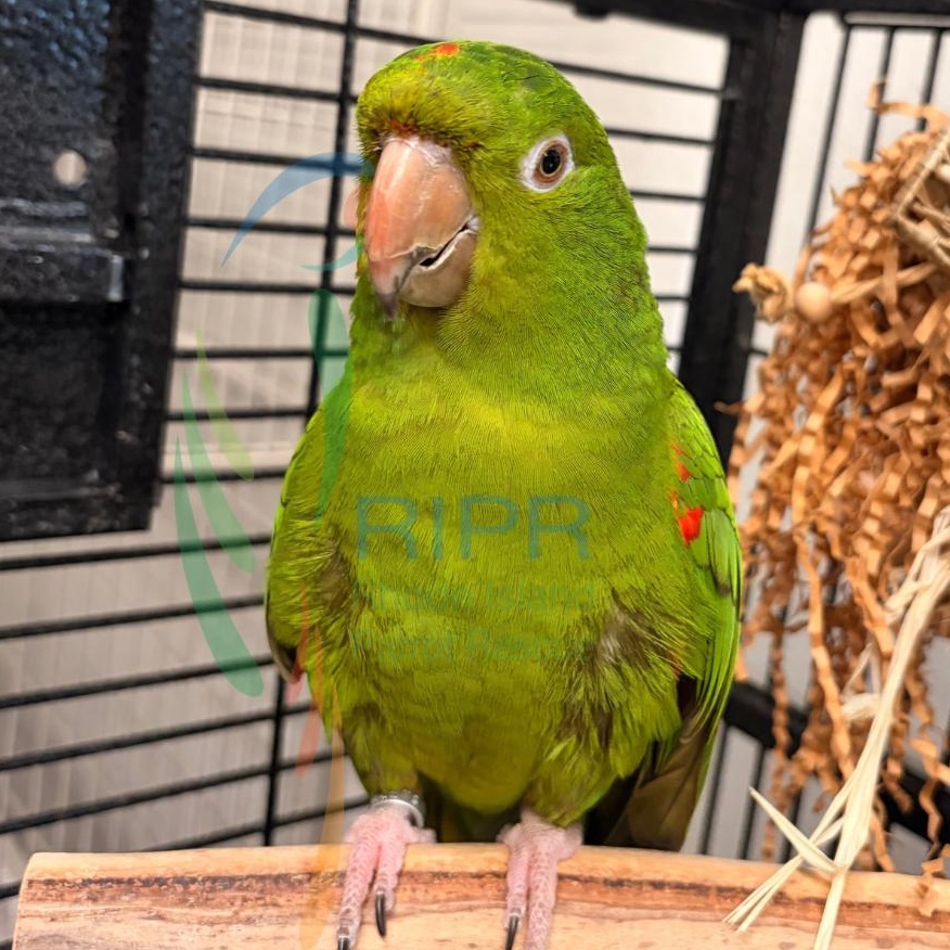 Enlarge Ollie+Shyshy, a ADOPTABLE Conure in Warwick, RI image 1/2
