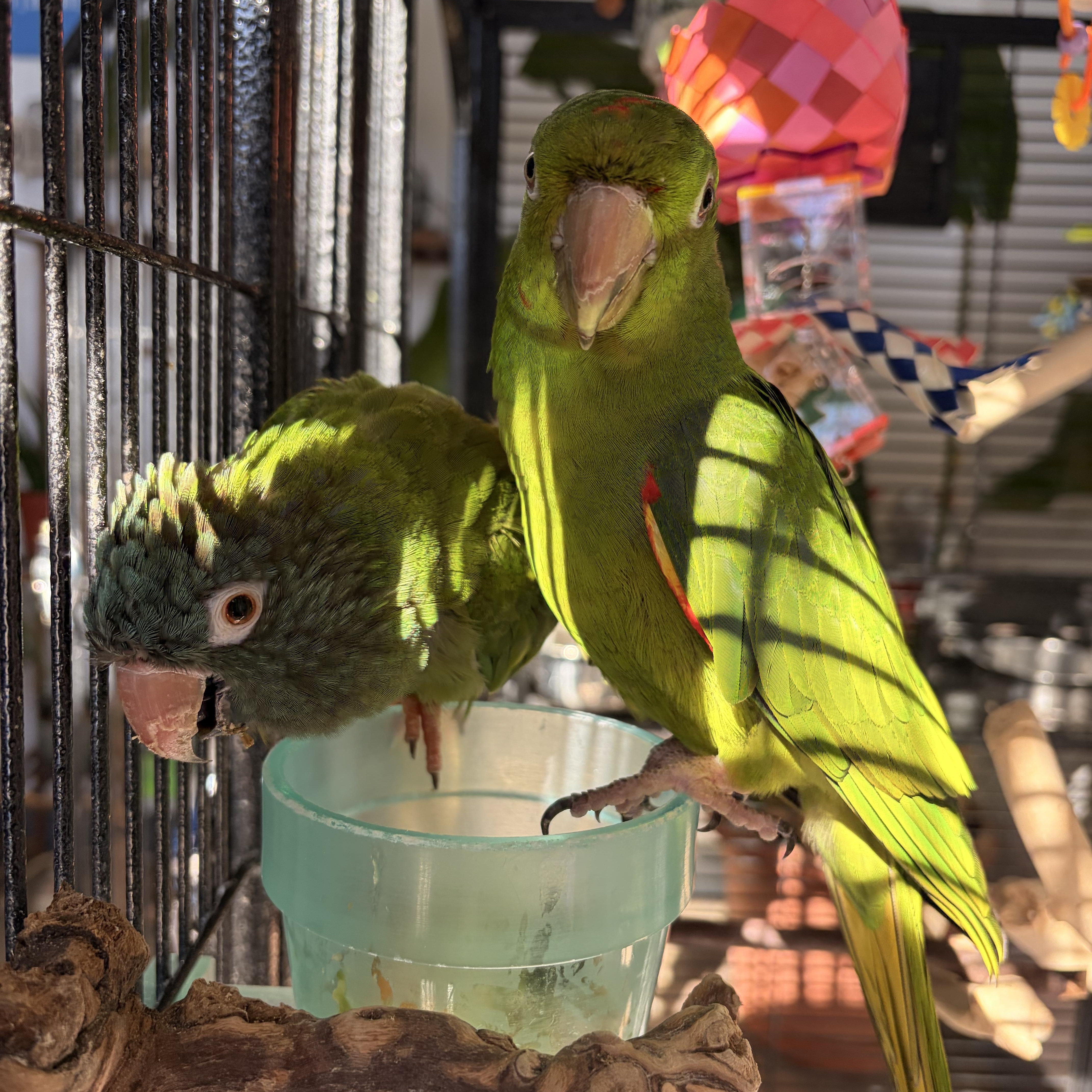 Ollie+Shyshy, Adoptable, Senior Unknown Conure.