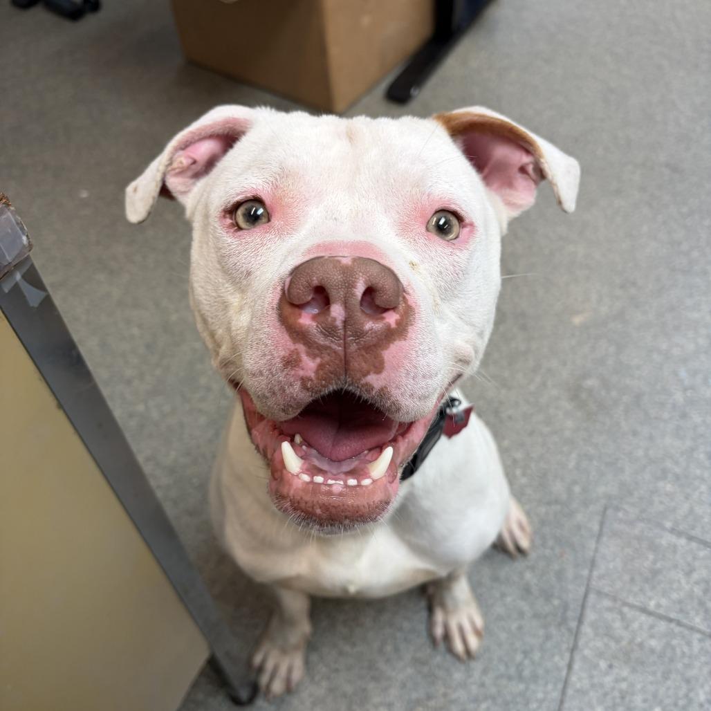 Ziggy, Adoptable, Adult Male Pit Bull Terrier.