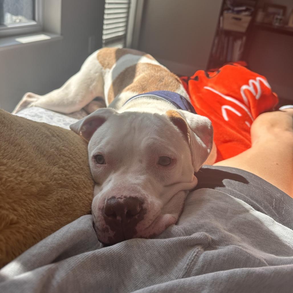Ziggy, Adoptable, Adult Male Pit Bull Terrier.