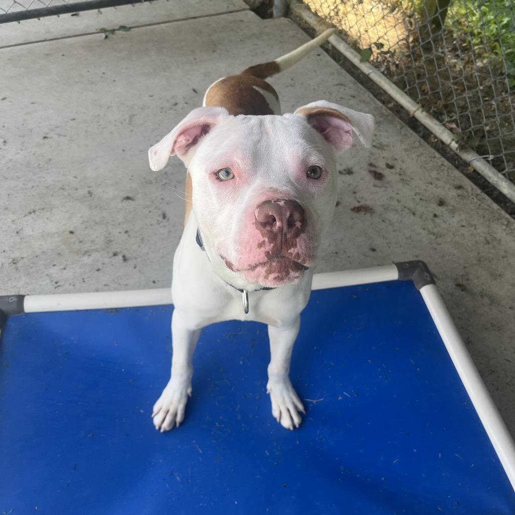 Ziggy, a Adoptable Pit Bull Terrier in Delaware, OH image 3/6