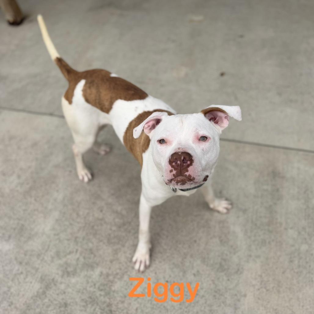 Ziggy, a Adoptable Pit Bull Terrier in Delaware, OH image 4/6
