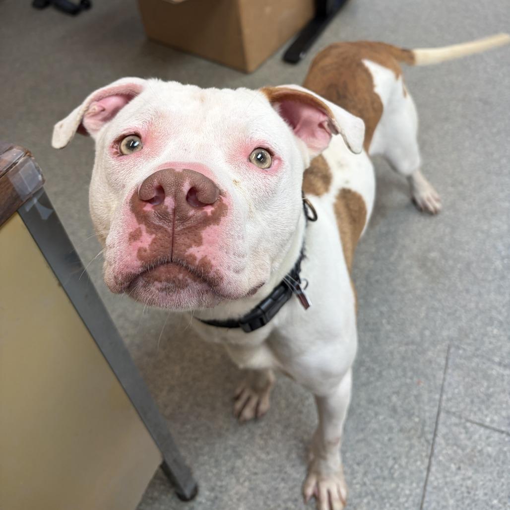 Ziggy, a Adoptable Pit Bull Terrier in Delaware, OH image 5/6