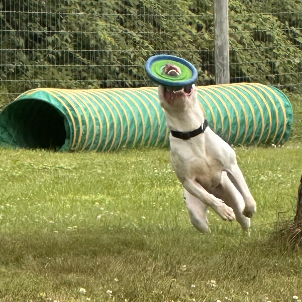 Enlarge Ziggy, a Adoptable Pit Bull Terrier in Delaware, OH image 4/6