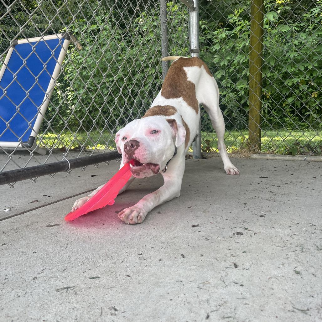 Enlarge Ziggy, a Adoptable Pit Bull Terrier in Delaware, OH image 5/6