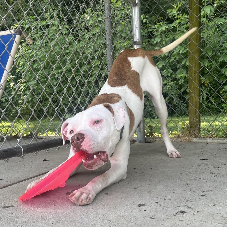 Ziggy, a Adoptable Pit Bull Terrier in Delaware, OH image 6/6