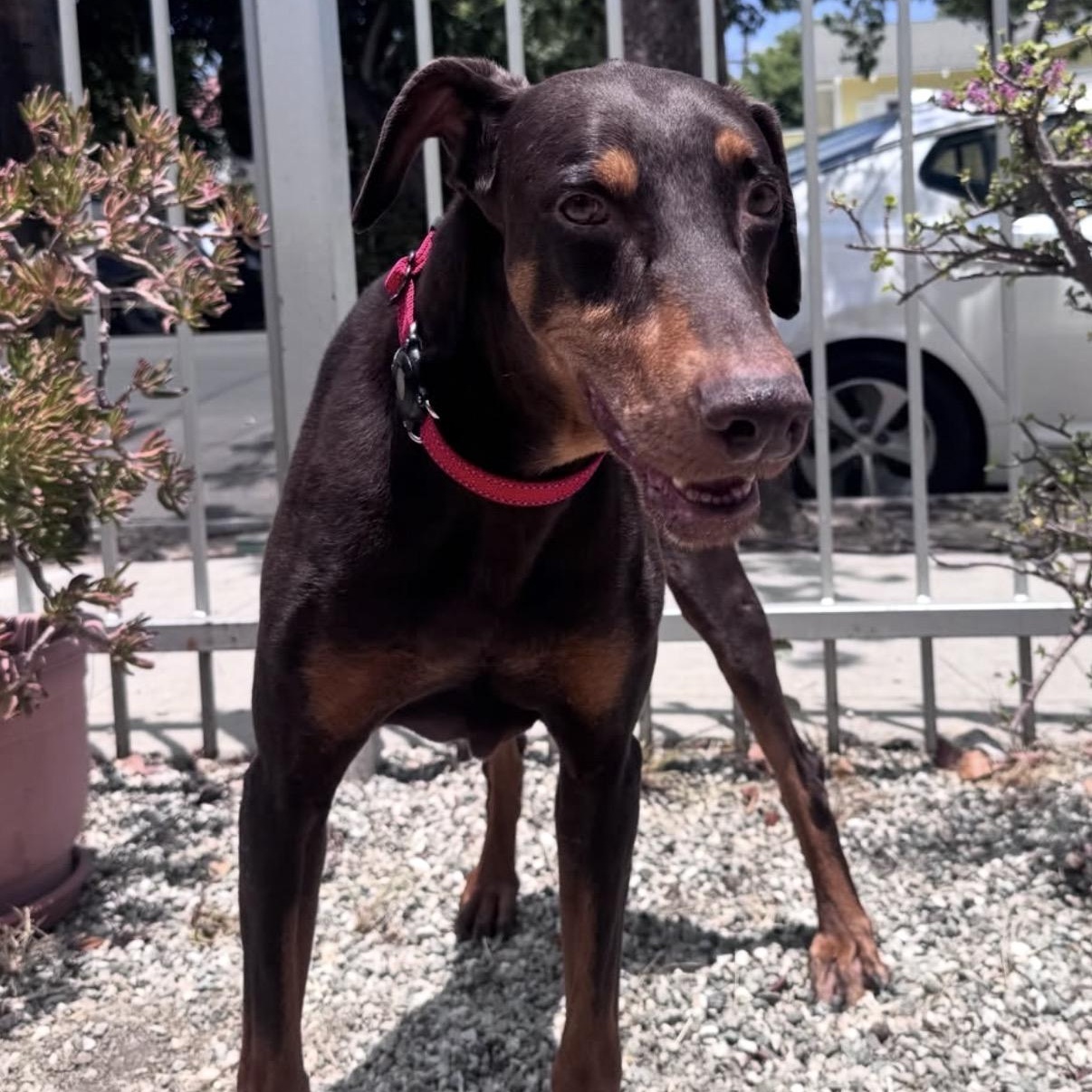 Enlarge Duke, a Adoptable Doberman Pinscher in Westlake Village, CA image 4/5
