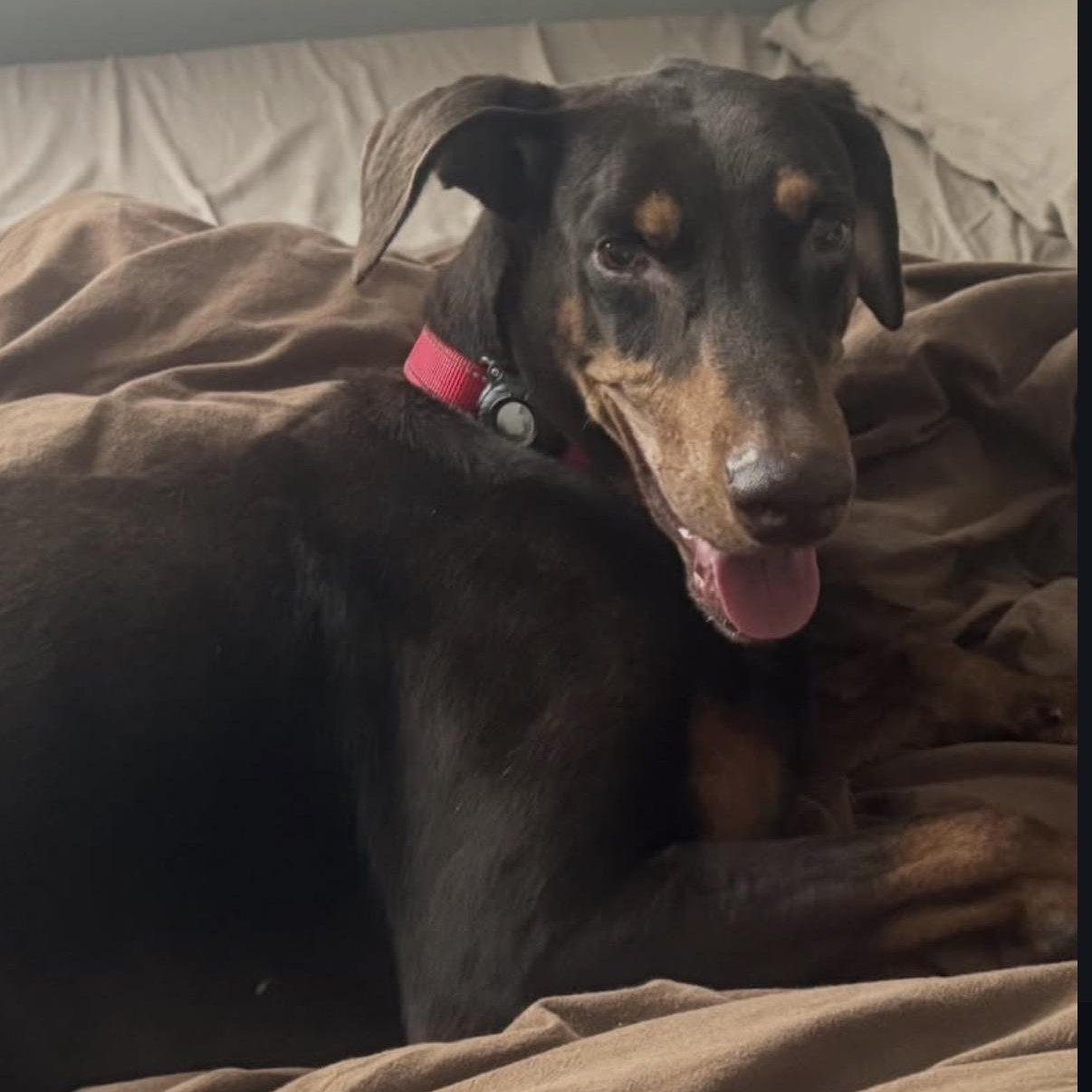 Enlarge Duke, a Adoptable Doberman Pinscher in Westlake Village, CA image 3/5