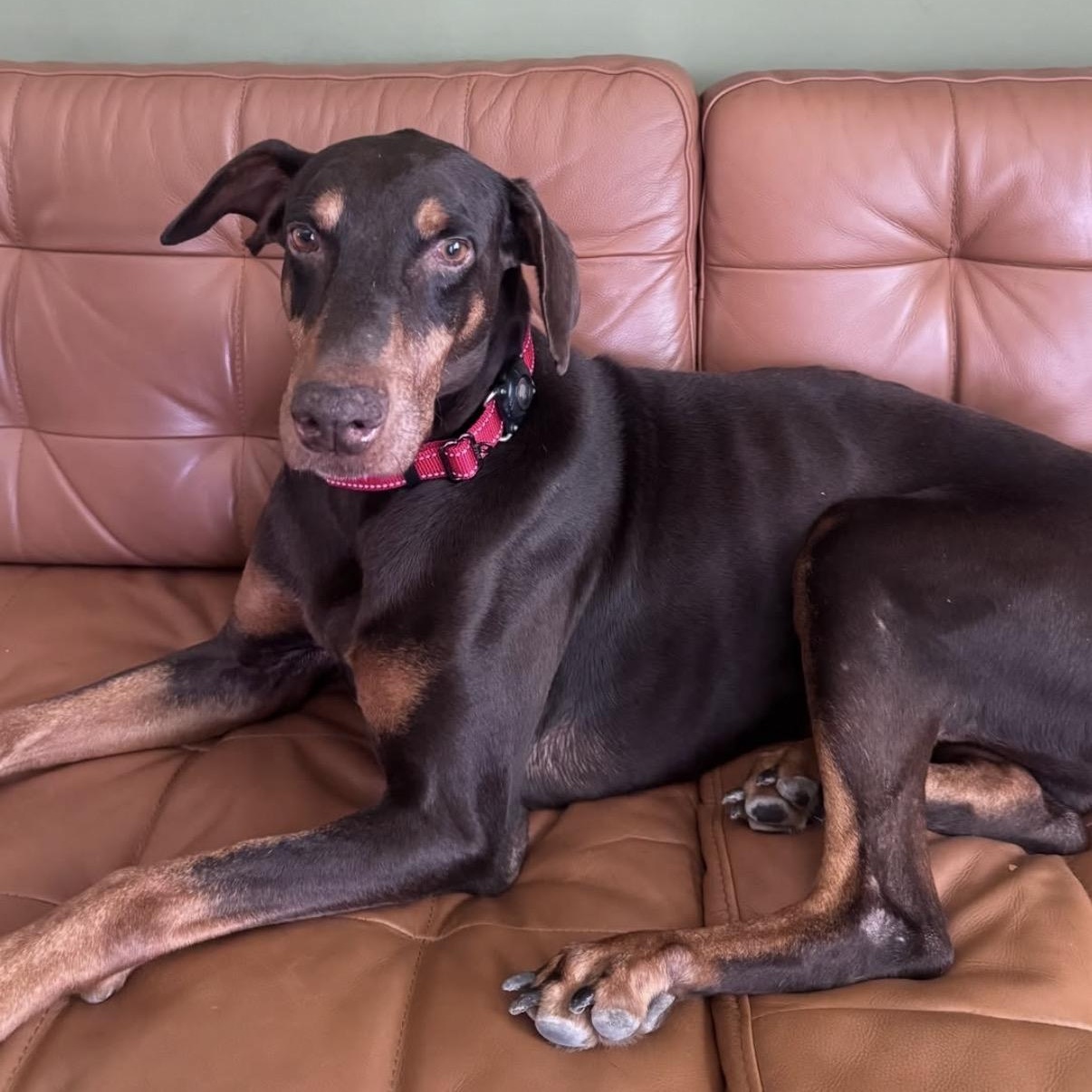 Enlarge Duke, a Adoptable Doberman Pinscher in Westlake Village, CA image 5/5