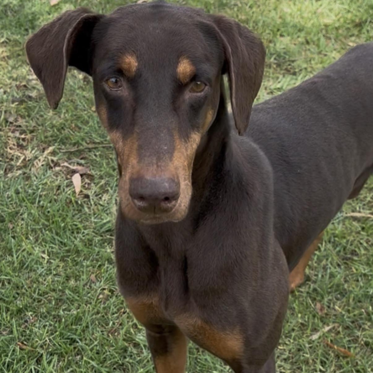 Enlarge Duke, a Adoptable Doberman Pinscher in Westlake Village, CA image 1/5