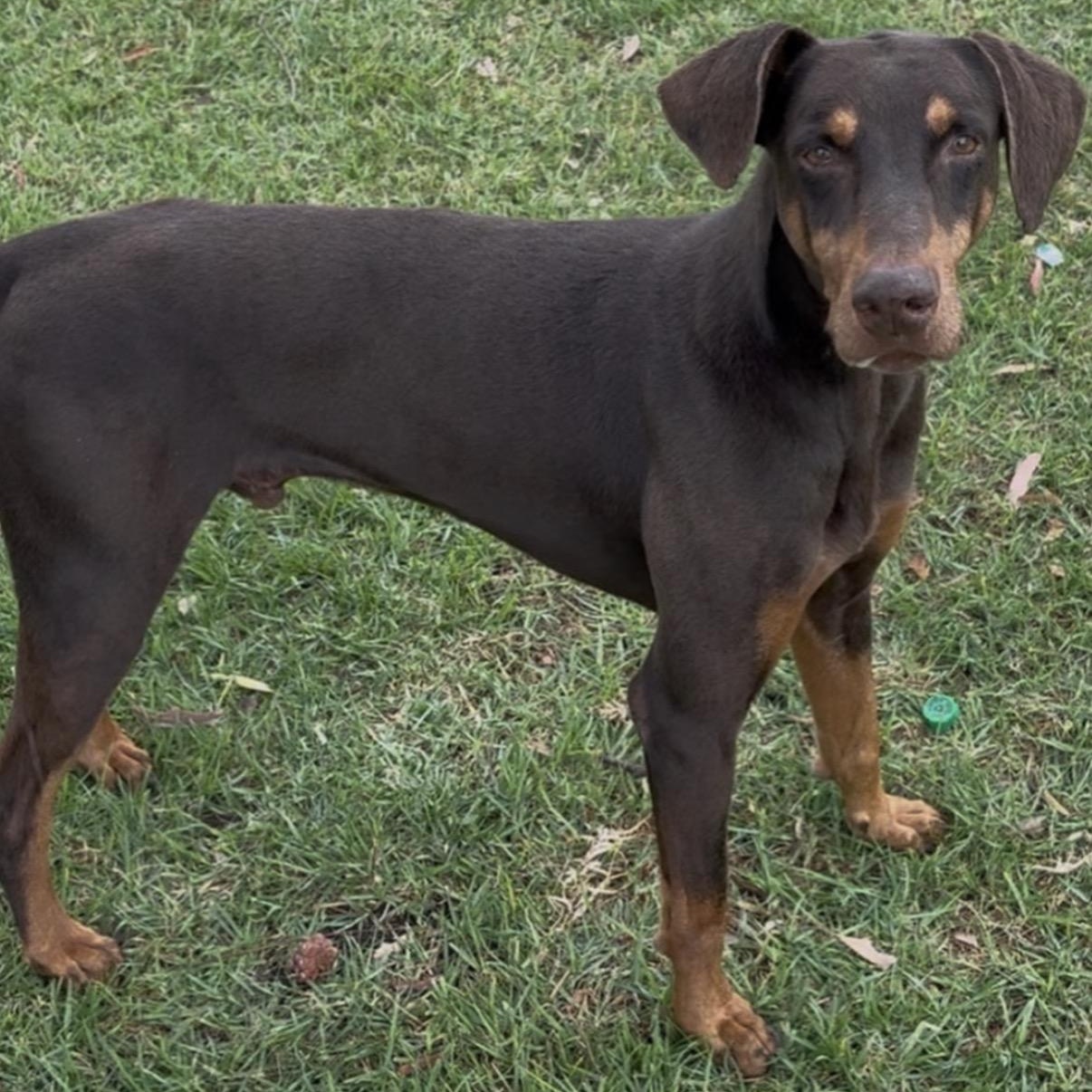 Enlarge Duke, a Adoptable Doberman Pinscher in Westlake Village, CA image 2/5