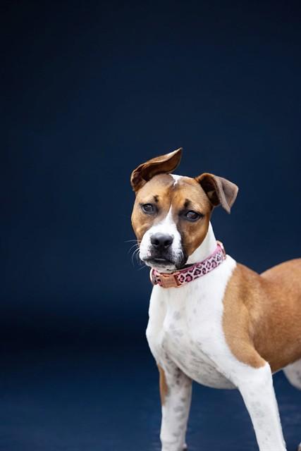 Enlarge ZAYA, a Adoptable mixed breed in Belleville, IL image 1/1