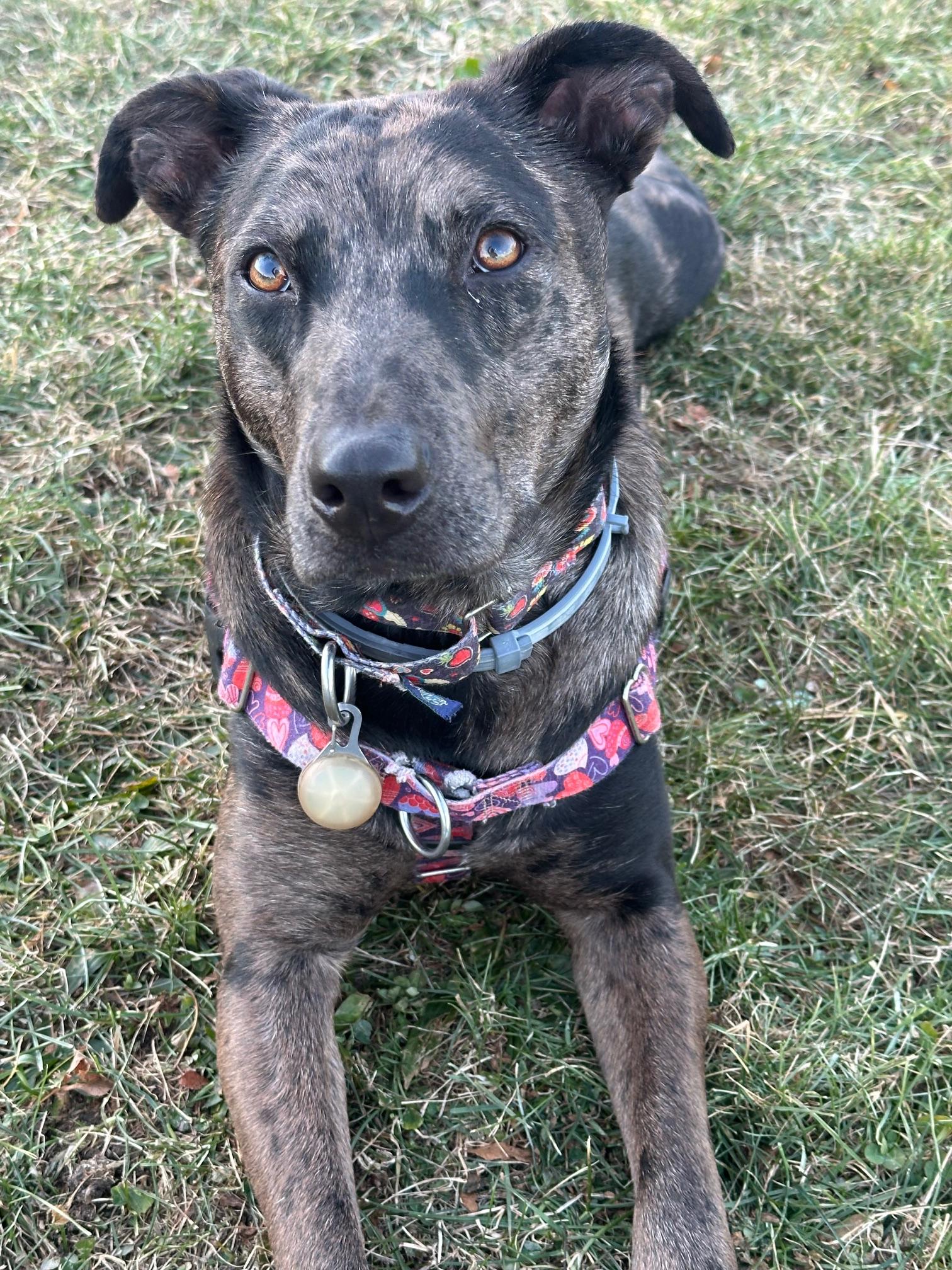 Remi - MA