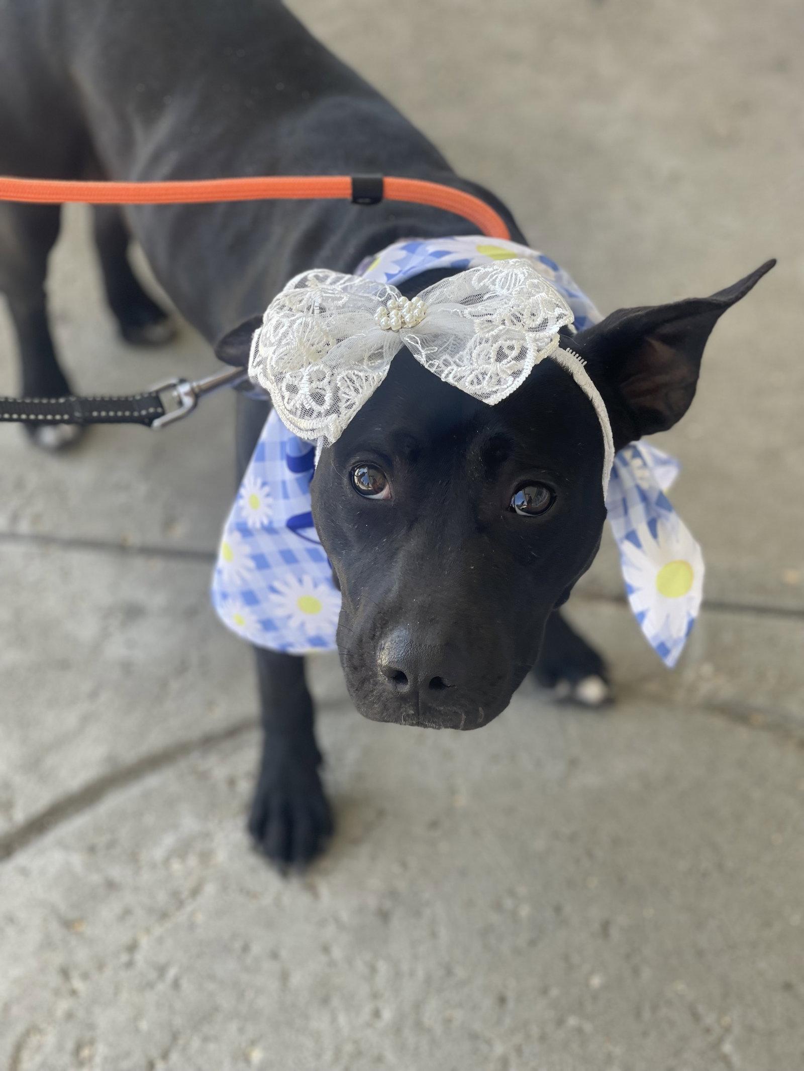 Enlarge Daisy, a Adoptable mixed breed in Blackwood, NJ image 1/3