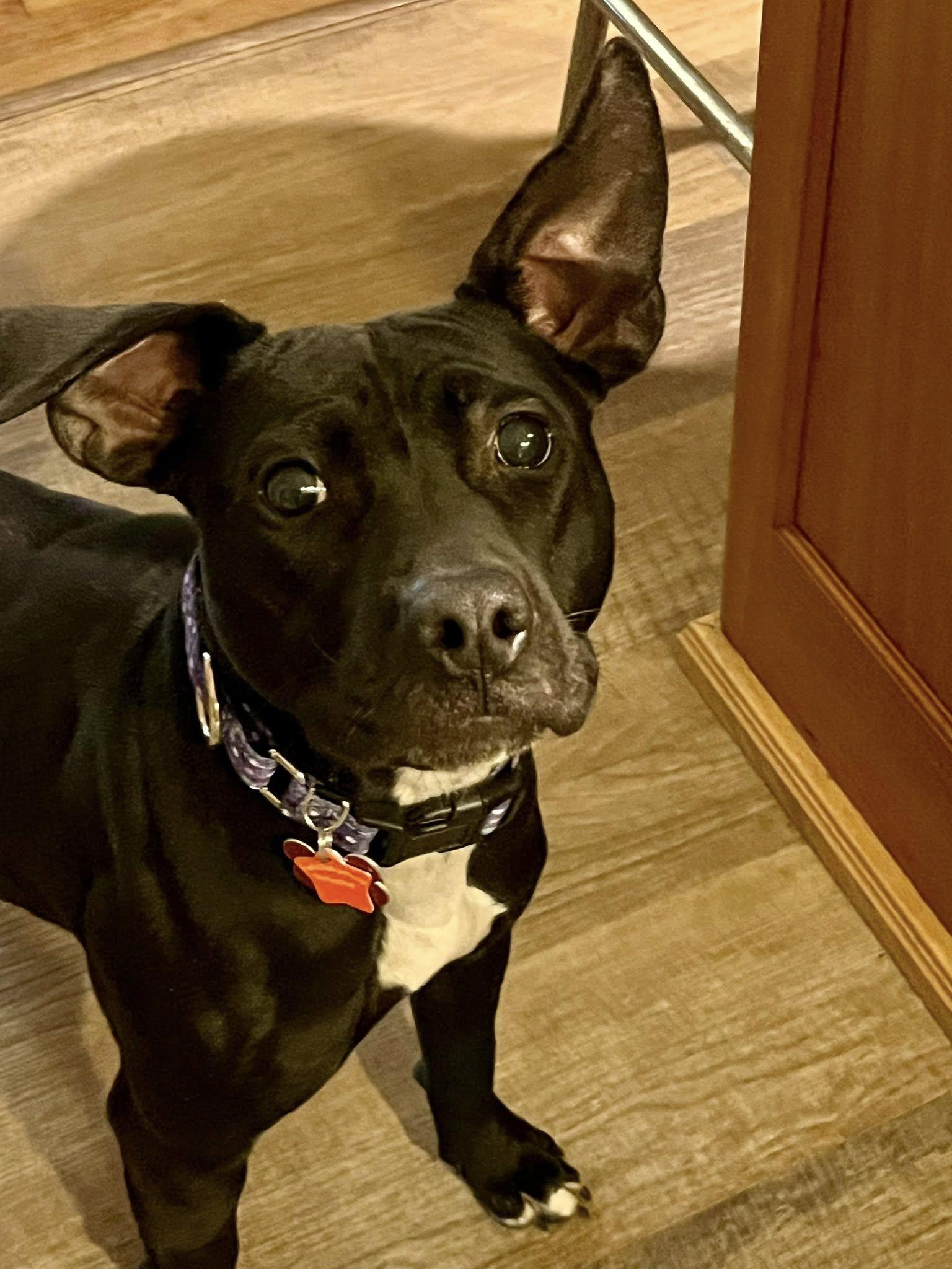 Enlarge Daisy, a Adoptable mixed breed in Blackwood, NJ image 1/3