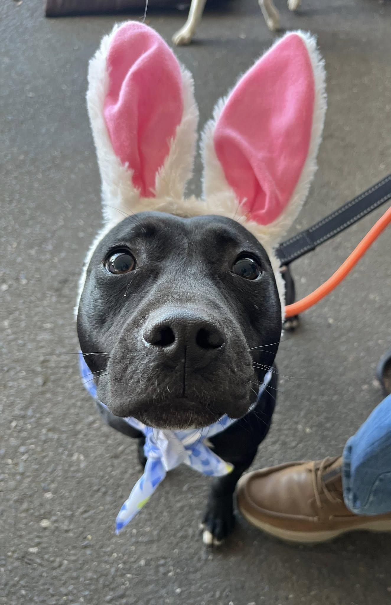 Enlarge Daisy, a Adoptable mixed breed in Blackwood, NJ image 2/3