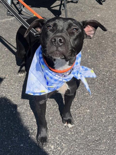 Enlarge Daisy, a Adoptable mixed breed in Blackwood, NJ image 3/3