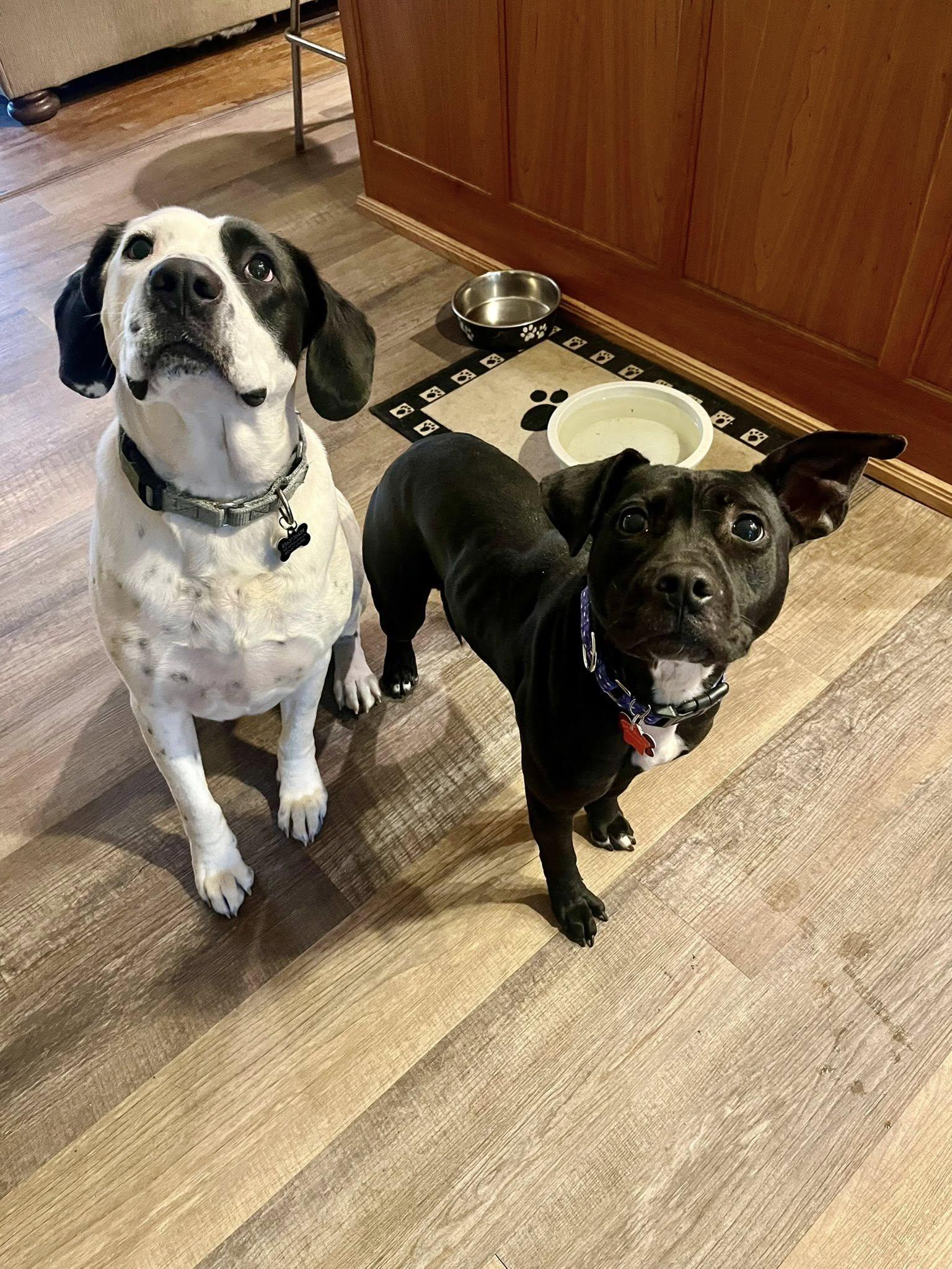 Daisy — thumbnail 3