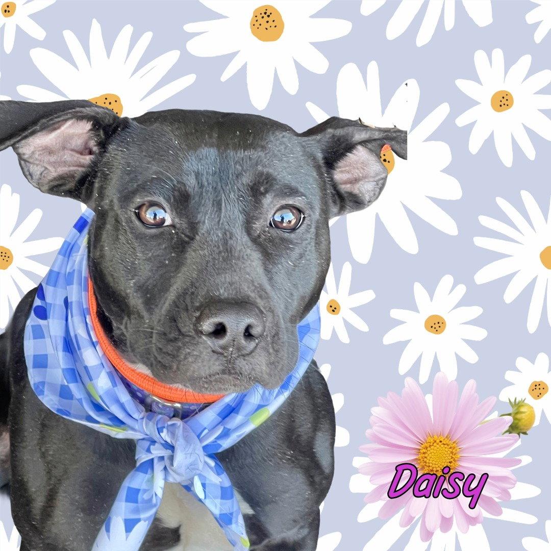 Enlarge Daisy, a Adoptable mixed breed in Blackwood, NJ image 3/3
