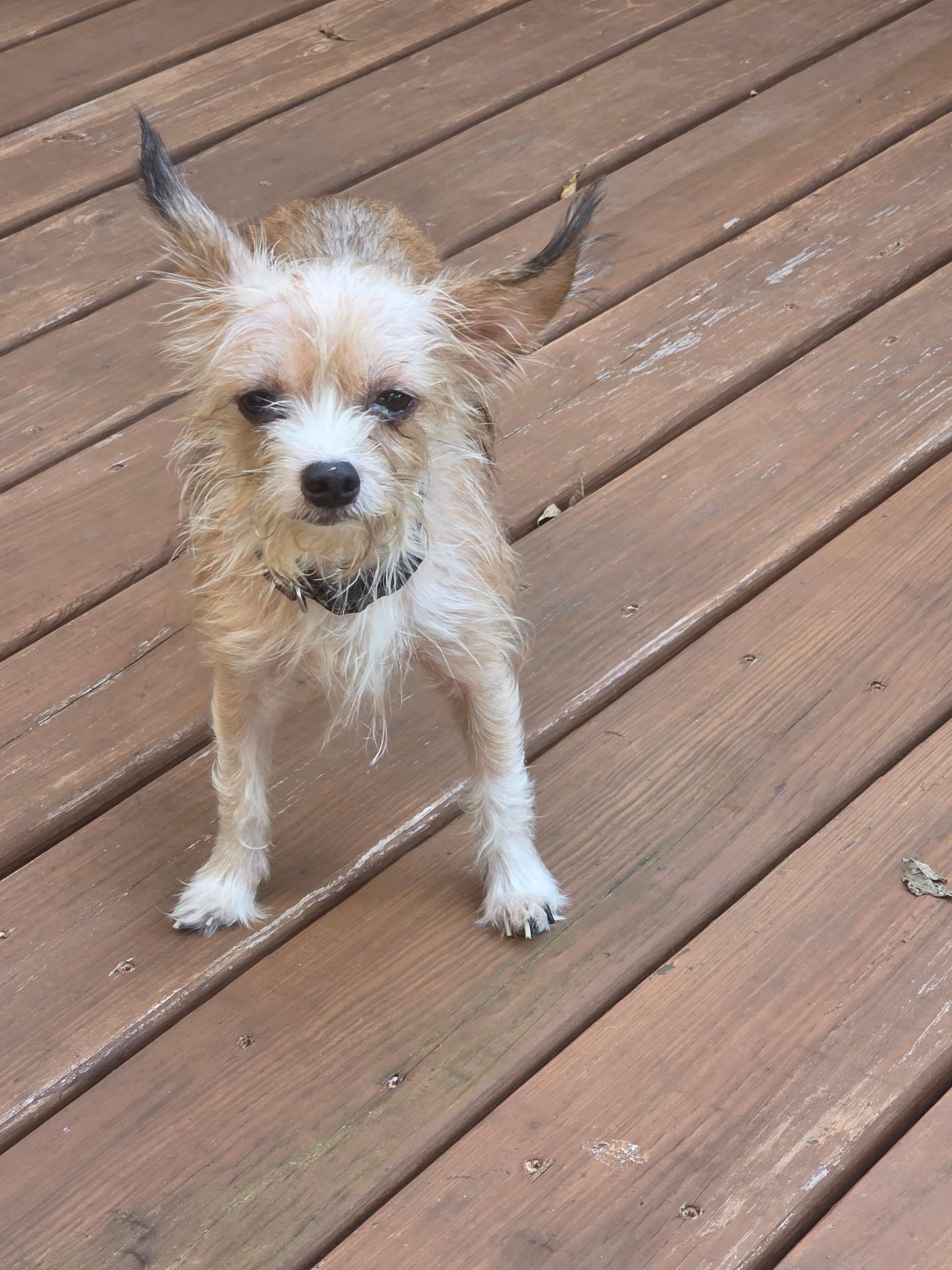 Bitty, Adoptable, Adult Female Chihuahua.
