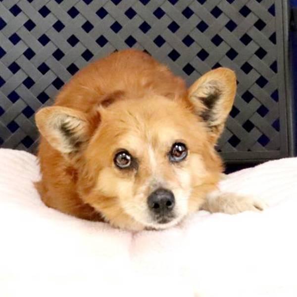 Prince Philip, Adoptable, Adult Male Corgi.