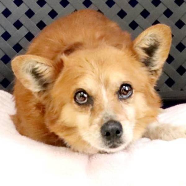 Enlarge Prince Philip, a Adoptable mixed breed in Midland, TX image 2/2