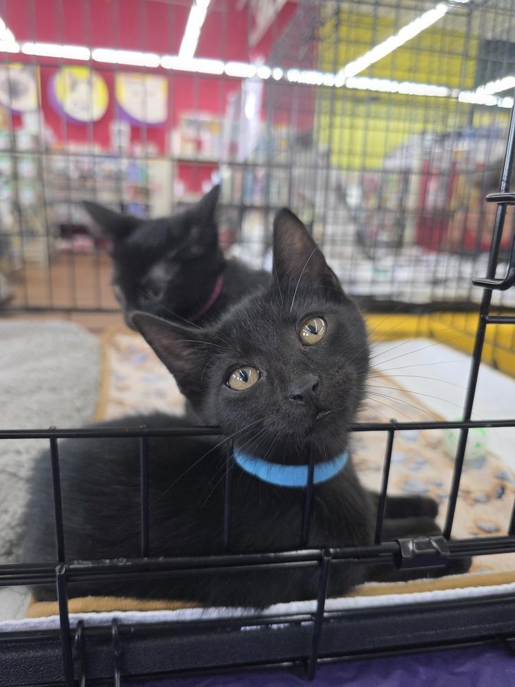 Bear, Adoptable, Kitten Male Domestic Short Hair.