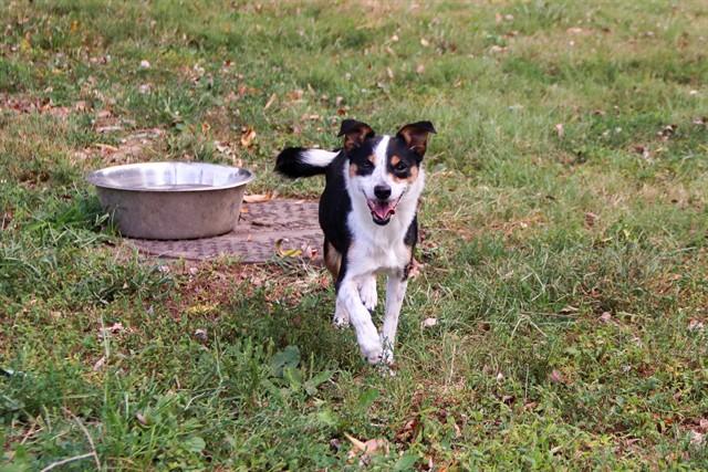 Enlarge CHEETO, a Adoptable mixed breed in Saint Peters, MO image 1/1