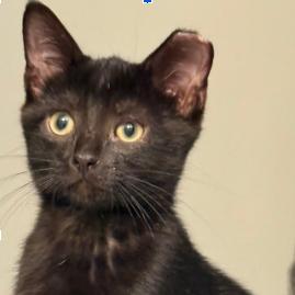 Shadow, Adoptable, Kitten Male Domestic Short Hair.