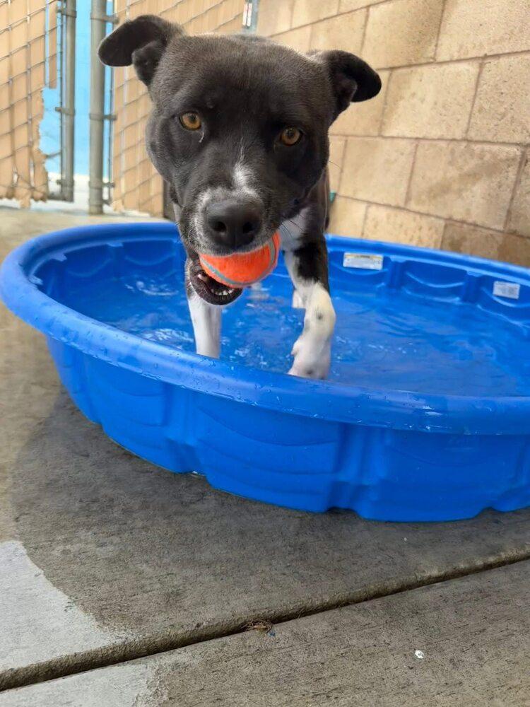 Caprese, Adoptable, Adult Female Pit Bull Terrier & Mixed Breed.