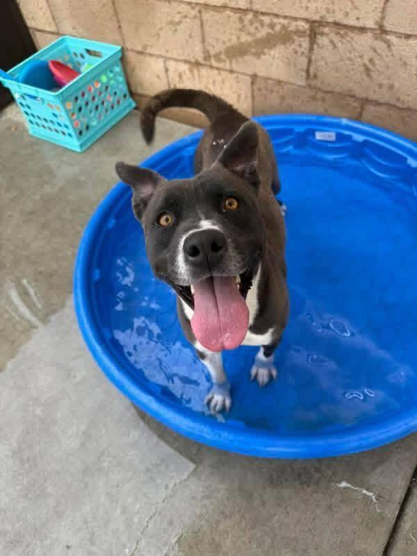 Enlarge Caprese, a Adoptable mixed breed in Calgary, AB image 2/5