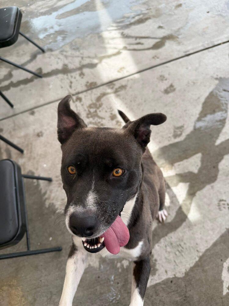 Enlarge Caprese, a Adoptable mixed breed in Calgary, AB image 3/5