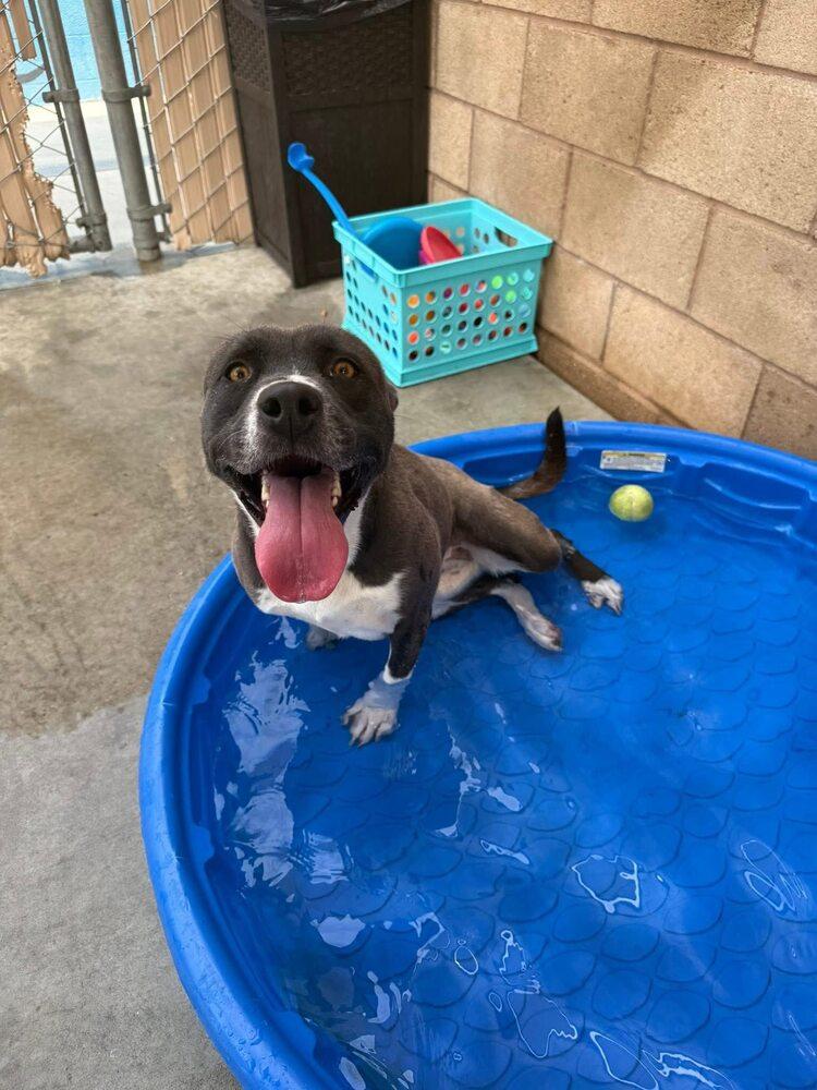 Enlarge Caprese, a Adoptable mixed breed in Calgary, AB image 4/5